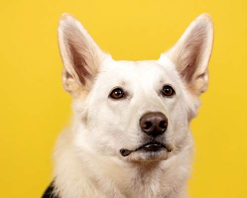 Ein weißer Hund mit aufmerksamen braunen Augen sitzt vor einem gelben Hintergrund